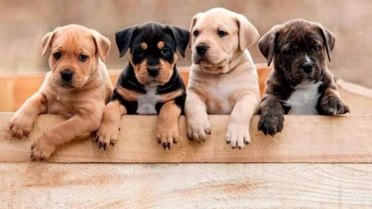 perros cachorros