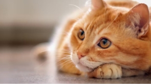 gatos senior e incontinencia