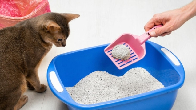 arena aglomerante gatos