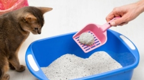 arena aglomerante gatos