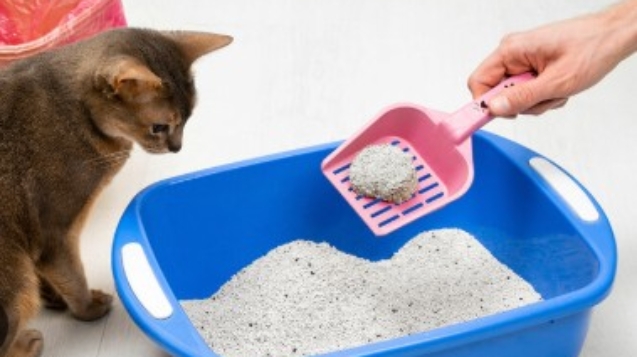 arena aglomerante gatos