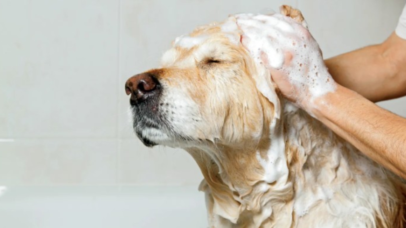 perro y champú