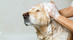 perro y champú
