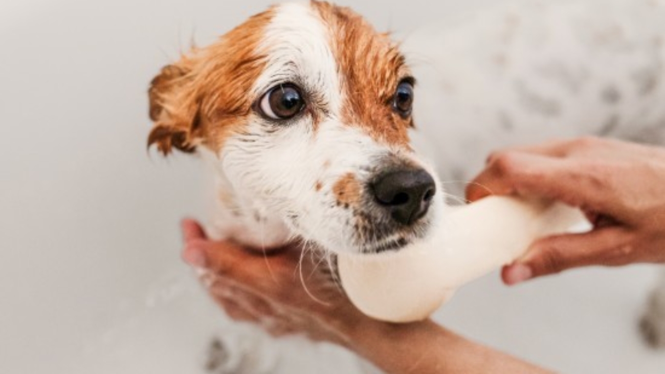 cachorros y champús