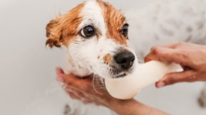 cachorros y champús